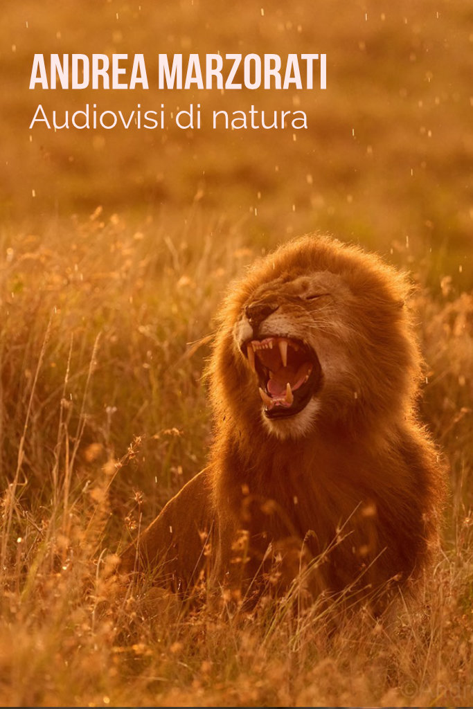 Audiovisivi di Natura del fotografo naturalista Andrea Marzorati
